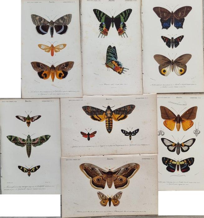 Charles Dessalines DOrbigny - Lot. of 7 plates -, Antiek en Kunst, Antiek | Boeken en Bijbels