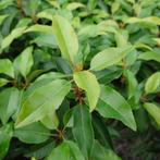 Prunus lusitanica angustifolia, Overige soorten, Ophalen of Verzenden, Struik