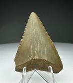 Witte haai - Fossiele tand - 4.6 cm - 3.3 cm (Zonder, Verzamelen, Mineralen en Fossielen