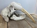 Walrus Schedel - Odobenus rosmarus - 21 cm - 26 cm - 35 cm-, Verzamelen, Dierenverzamelingen, Nieuw