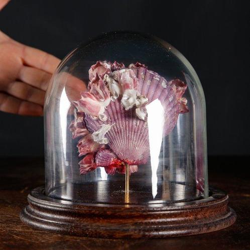 Maritieme curiositeiten uit Wunderkammer - Taxidermie, Verzamelen, Dierenverzamelingen