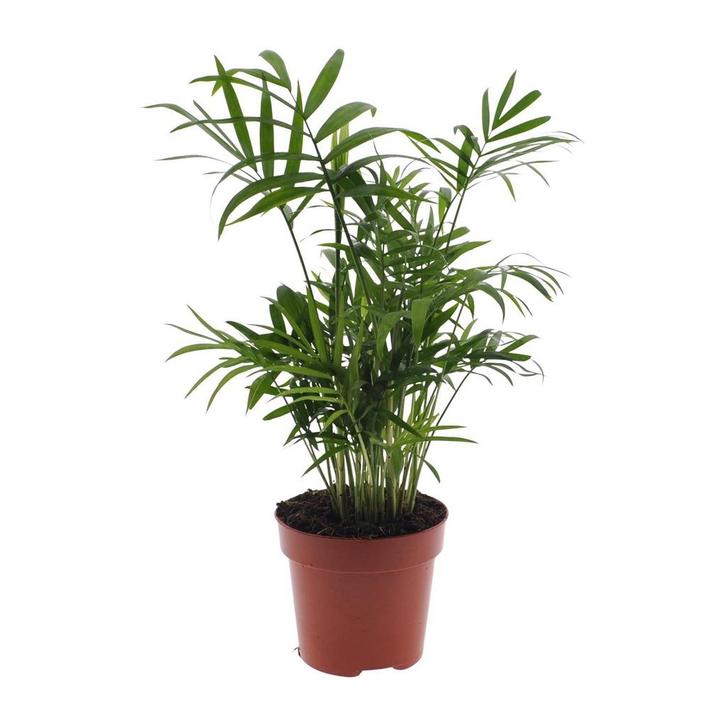 Chamaedorea Elegans - Mexican Mountain Palm - Ø17cm - 55cm, Tuin en Terras, Bloembollen en Zaden, Verzenden