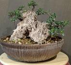 Olijf bonsai (Olea europaea) - Hoogte (boom): 24 cm - Diepte