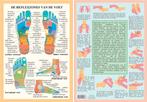 Anatomie poster voetreflexologie (Nederlands, gelamineer..., Sport en Fitness, Massageproducten, Nieuw