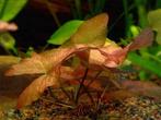 Nymphea Stellata aquariumplant - tropische waterlelie