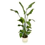 Strelitzia Nicolai | 170cm - Ø30 + Elho Greenville Round wi, Huis en Inrichting, Kamerplanten, Verzenden