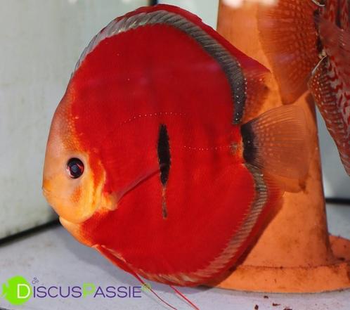 ++EXCLUSIEVE WEISSFLOG DISCUS++ Discusvissen discusvis MOOI, Dieren en Toebehoren, Vissen | Aquariumvissen, Vis, Zoetwatervis