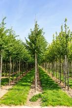 Celtis australis hoogstam 16/18