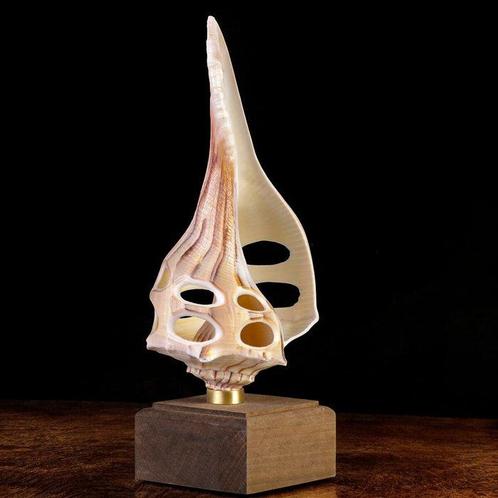 Curiosity Objects - Natuurwetenschappen Zeeschelp - Carved, Verzamelen, Dierenverzamelingen