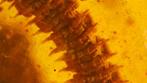 Barnsteen - Very detailed Flat back Millipede species