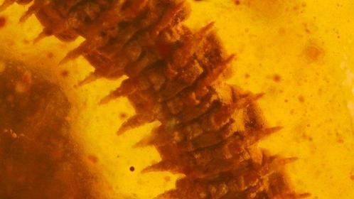 Barnsteen - Very detailed Flat back Millipede species, Verzamelen, Mineralen en Fossielen