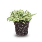 Fittonia Wit - White Tiger - Mozaiekplantje - Terrarium plan, Verzenden