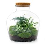 DIY terrarium - Fat Joe Groen -  30 cm, Huis en Inrichting, Kamerplanten, Verzenden