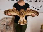 Beeld, XL Owl Wall Ornament 55cm - 24 cm - polyhars