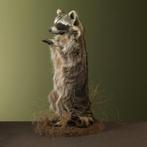 Wasbeer Taxidermie Opgezette Dieren By Max, Verzamelen, Dierenverzamelingen, Ophalen of Verzenden, Nieuw, Wild dier, Opgezet dier