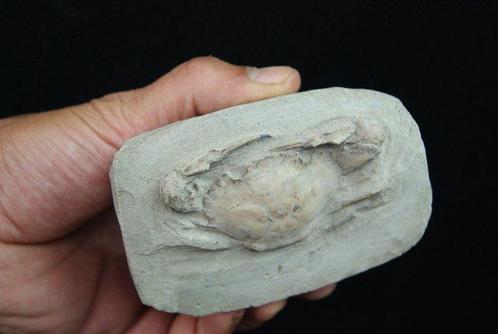 Stekelige krab - Fossiel skelet - Charybdis lucifer, Verzamelen, Mineralen en Fossielen