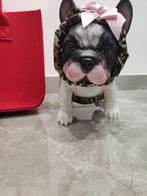 Bulldog francese - Pop Toddler - Australië