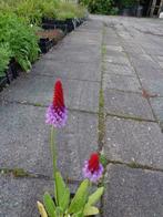 Primula vialii , kaboutermuts , P9, Zomer, Vaste plant, Ophalen of Verzenden, Volle zon