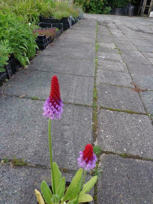 Primula vialii , kaboutermuts , P9, Tuin en Terras, Planten | Tuinplanten, Vaste plant, Volle zon, Zomer, Ophalen of Verzenden