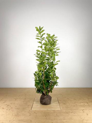 Prunus laur. Novita 125-150 cm beschikbaar voor biedingen