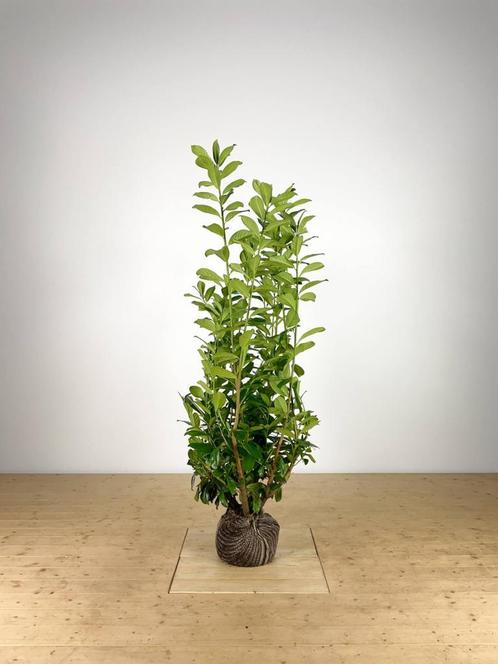 Prunus laur. Novita 125-150 cm, Tuin en Terras, Planten | Struiken en Hagen, Laurier, Haag, 100 tot 250 cm, Ophalen of Verzenden
