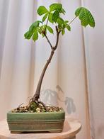 paarden kastanje bonsai in grote bonsaischaal - Hoogte
