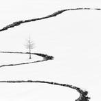 Rosario Civello - Signs #16 - The Tree and the Stream