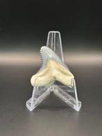 Haai - Fossiele tand - Hemipristis Serra - 4 cm - 3 cm, Verzamelen, Mineralen en Fossielen