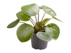 Pilea Peperomioides 15 cm, Huis en Inrichting, Kamerplanten, Overige soorten, Minder dan 100 cm, Halfschaduw, In pot