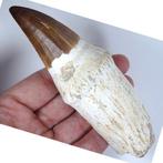 mosasaurus tand op matrix - Fossiele tand - Leiodon bauguei, Verzamelen, Mineralen en Fossielen
