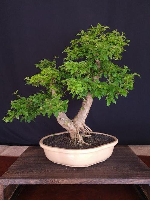 Ligustrum - Verzamelstuk - Hoogte (boom): 50 cm - Diepte, Antiek en Kunst, Curiosa en Brocante