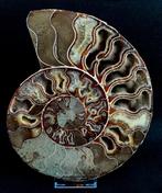 Ammoniet - Gefossiliseerd dier - Aioloceras (Cleoniceras), Verzamelen, Mineralen en Fossielen