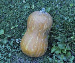 Butternut Valencia - 50 zaden Butternut flespompoen, Hobby en Vrije tijd, Knutselen, Nieuw, Ophalen of Verzenden