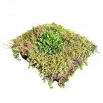 Sedum Wild flower tray (per m2), Tuin en Terras, Planten | Tuinplanten, Verzenden