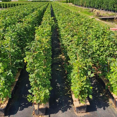 Haagbeuk - Carpinus Betulus - Hoogte: 100cm | Potmaat: 27L, Tuin en Terras, Planten | Bomen, Ophalen of Verzenden