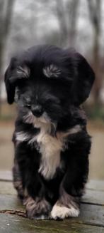 supermooie pups kruising tibetaanse terrier, Parvo, Nederland, 8 tot 15 weken, Meerdere