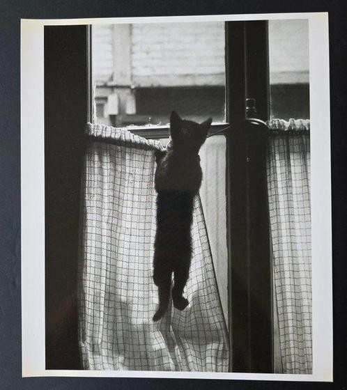 Willy Ronis (1910-2009) - Les Chats, Antiek en Kunst, Kunst | Schilderijen | Modern