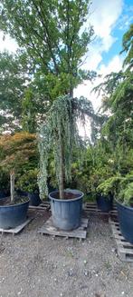 Cedrus Atlantica glauca Pendula treurceder, Tuin en Terras, Planten | Bomen, Ophalen