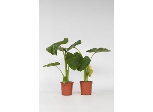 Set van 2 Alocasia Macrrorhiza ‘Olifantsoren’, Huis en Inrichting, Kamerplanten, Verzenden