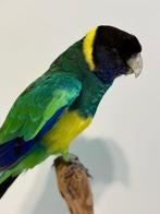 Australian Ringneck Taxidermie volledige montage -, Verzamelen, Dierenverzamelingen, Nieuw