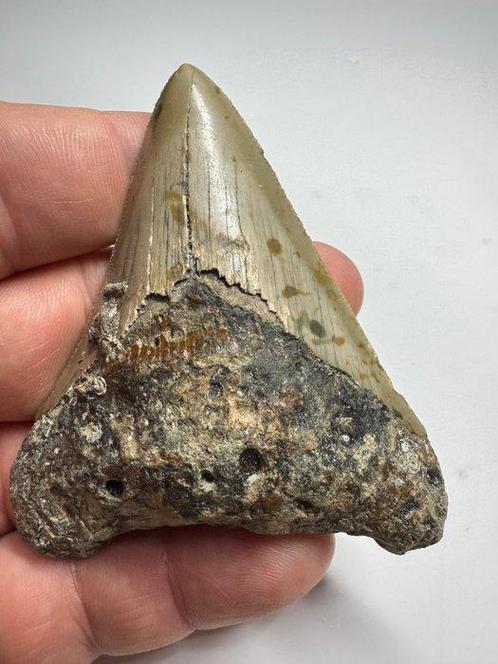 Haai - Fossiele tand - Megalodon (Zonder Minimumprijs), Verzamelen, Mineralen en Fossielen