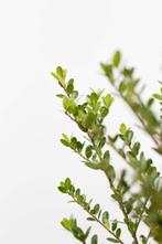 Japanse Hulst / Ilex Crenata Dark Green 40-60cm, Tuin en Terras, Planten | Tuinplanten, Vaste plant, Lente, Verzenden, Volle zon