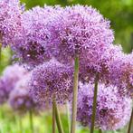 5x Globemaster - Allium bollen, Verzenden