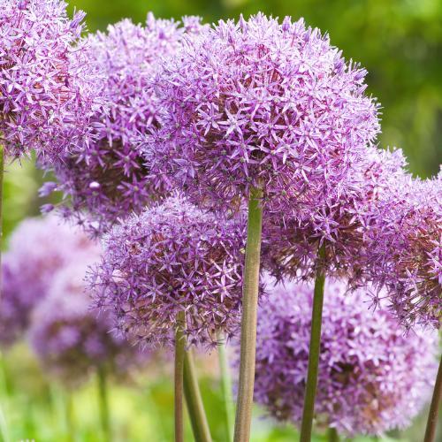 5x Globemaster - Allium bollen, Tuin en Terras, Bloembollen en Zaden, Verzenden