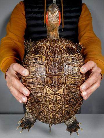 Extra grote full body Slider Turtle Pantser - Trachemys beschikbaar voor biedingen