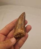 Dinosaurus - Fossiele tand - CARCHARODONTOSAURUS - 9 cm, Verzamelen, Mineralen en Fossielen