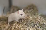 Jonge, tamme Mongoolse gerbils te koop !