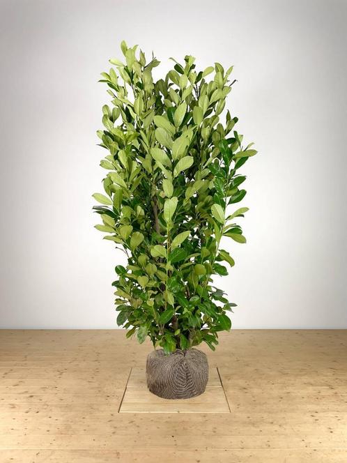 Prunus laur. Rotundifolia 175-200 cm, Tuin en Terras, Planten | Struiken en Hagen, Laurier, Haag, 100 tot 250 cm, Ophalen of Verzenden