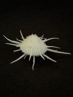 Tweekleppige Schelpdier - SPONDYLUS IMPERIALIS (Zonder, Nieuw