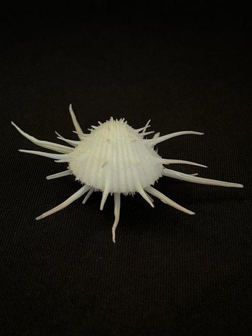 Tweekleppige Schelpdier - SPONDYLUS IMPERIALIS (Zonder, Verzamelen, Dierenverzamelingen
